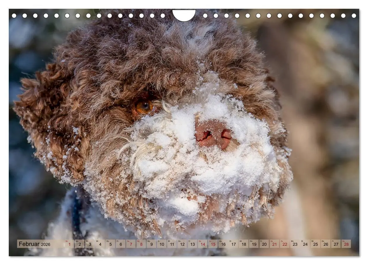 Bild: 9783457811740 | Lagotto Romagnolo in den Alpen 2026 (Wandkalender 2026 DIN A4...