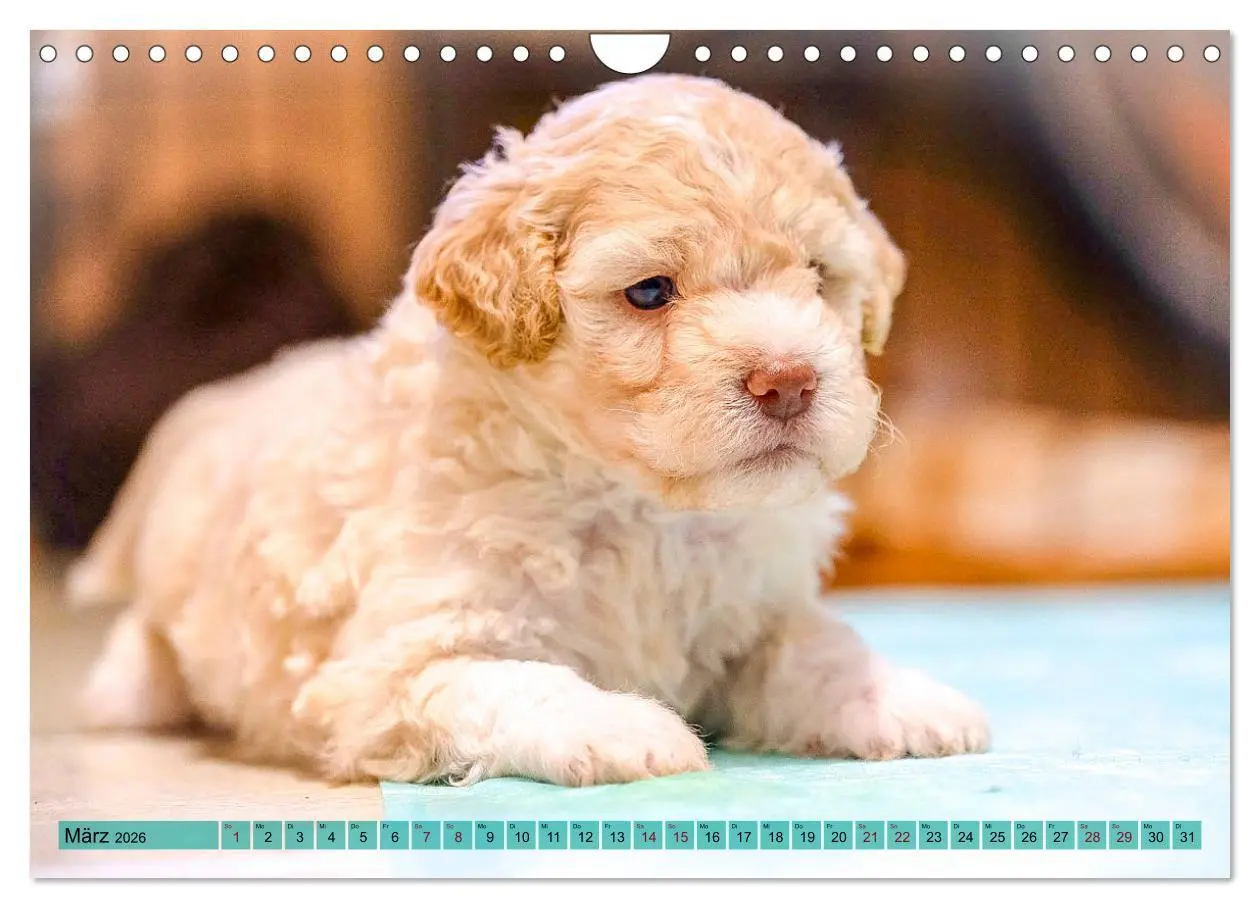 Bild: 9783457811740 | Lagotto Romagnolo in den Alpen 2026 (Wandkalender 2026 DIN A4...