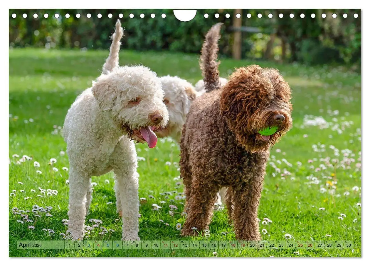 Bild: 9783457811740 | Lagotto Romagnolo in den Alpen 2026 (Wandkalender 2026 DIN A4...