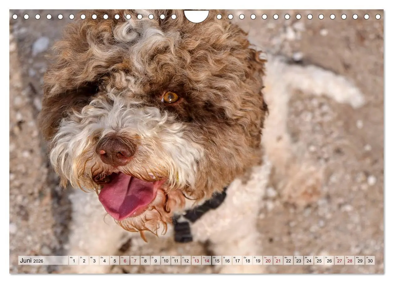 Bild: 9783457811740 | Lagotto Romagnolo in den Alpen 2026 (Wandkalender 2026 DIN A4...
