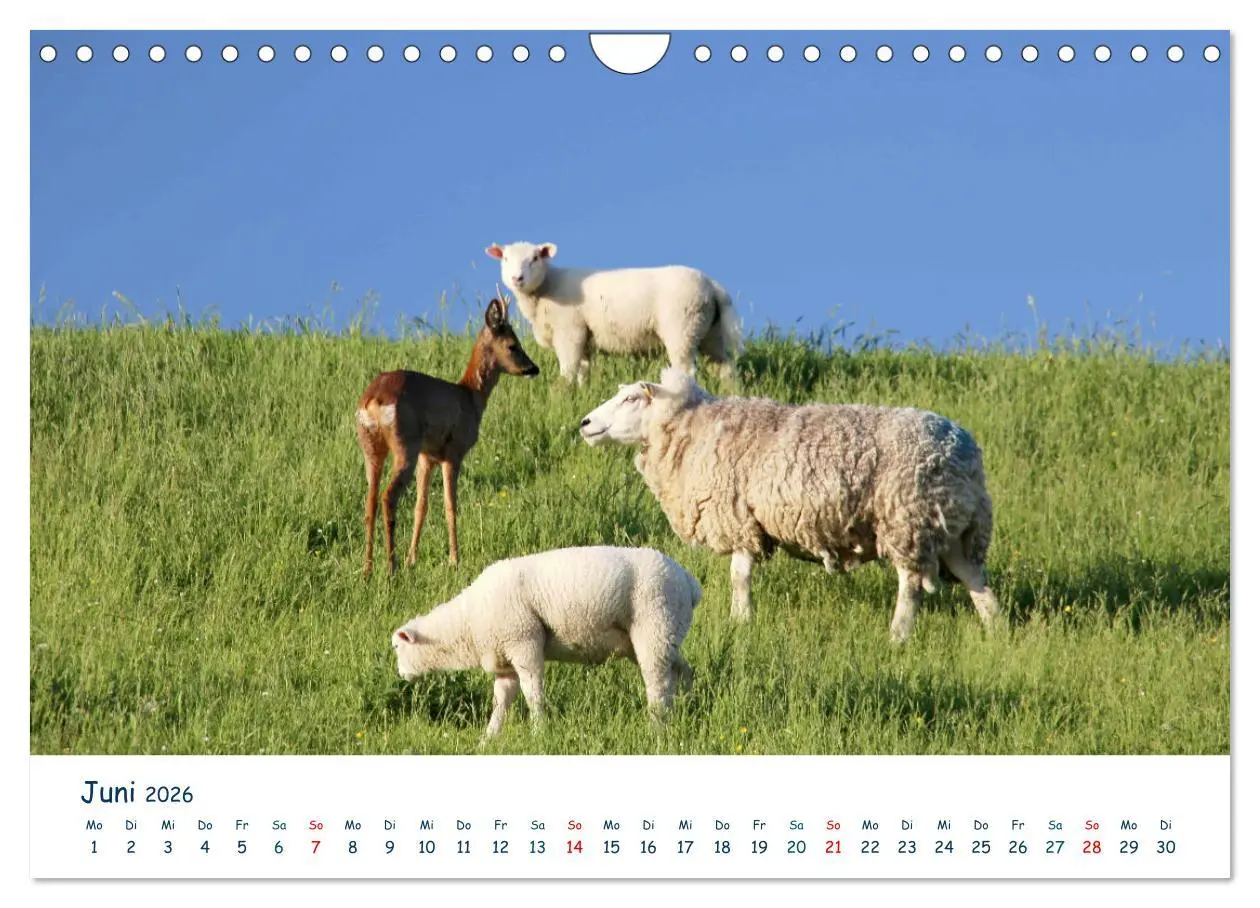 Bild: 9783516071740 | Butjadingen. Impressionen zwischen Jade und Nordsee (Wandkalender...