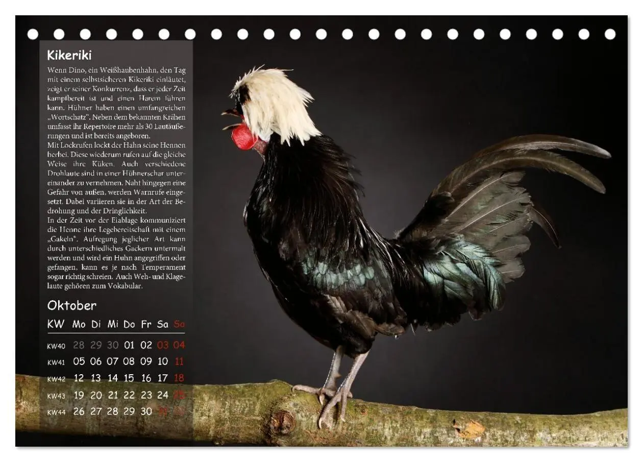 Bild: 9783516691740 | Von der Einzigartigkeit der Hühner 2026 (Tischkalender 2026 DIN A5...