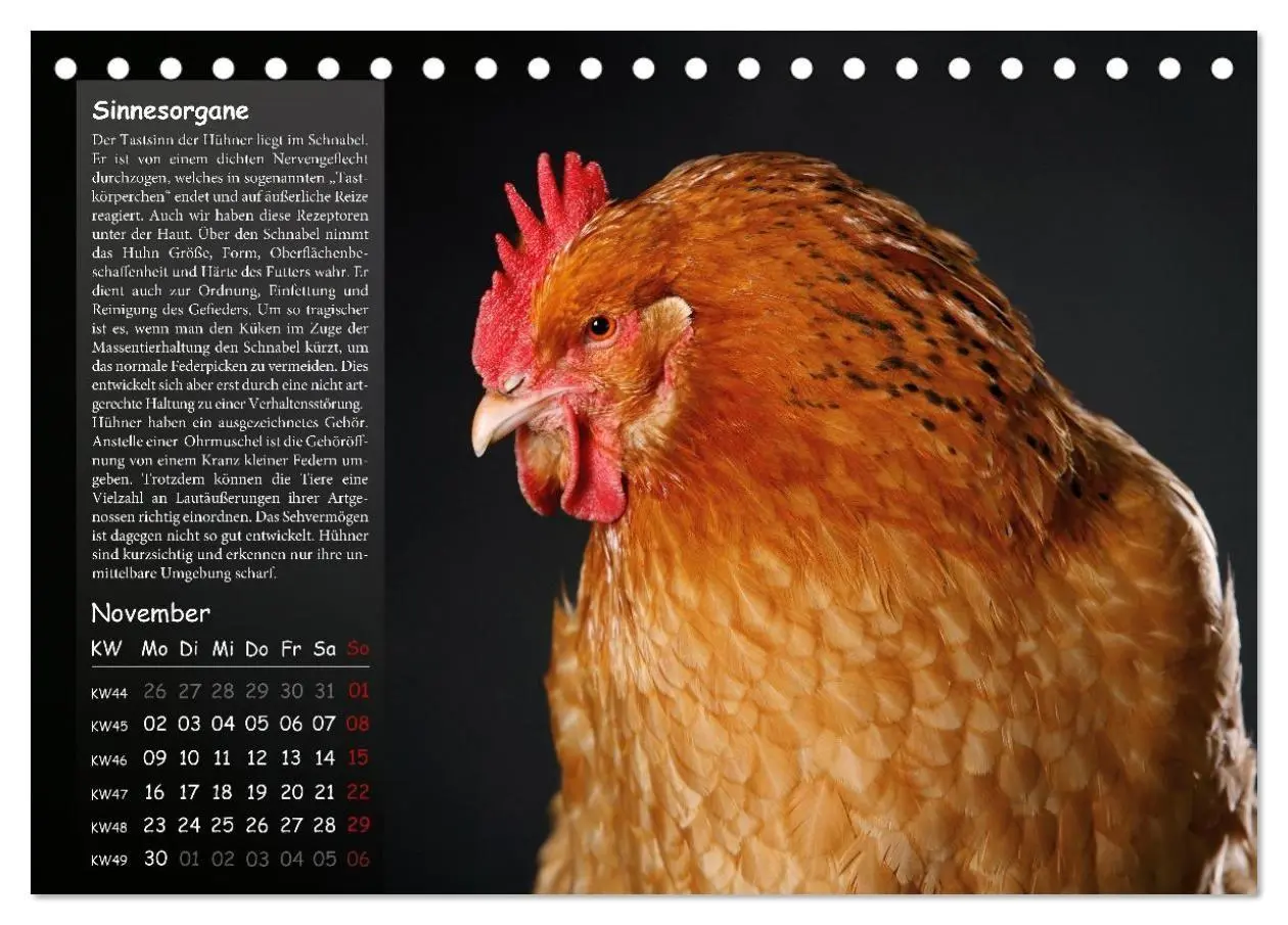 Bild: 9783516691740 | Von der Einzigartigkeit der Hühner 2026 (Tischkalender 2026 DIN A5...