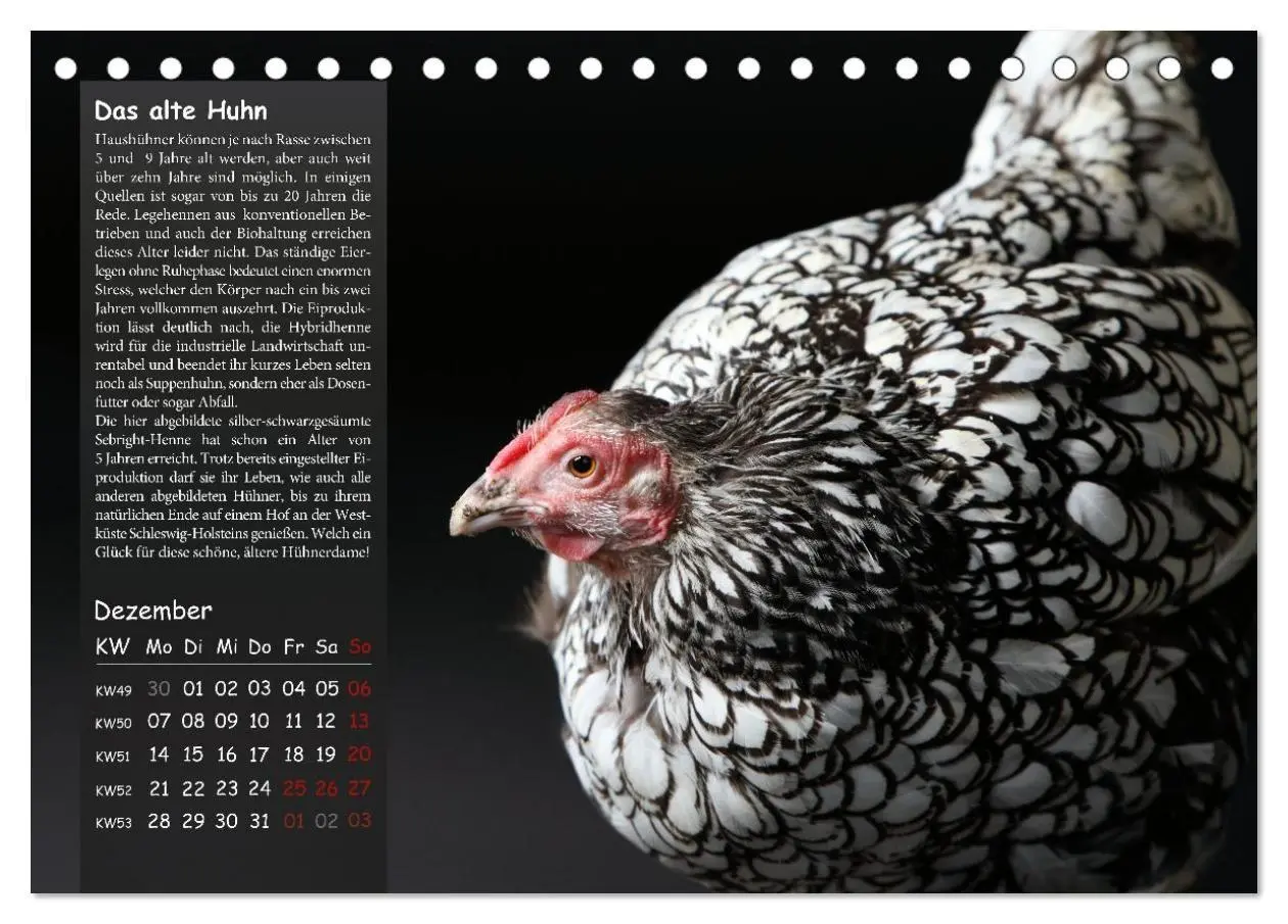 Bild: 9783516691740 | Von der Einzigartigkeit der Hühner 2026 (Tischkalender 2026 DIN A5...