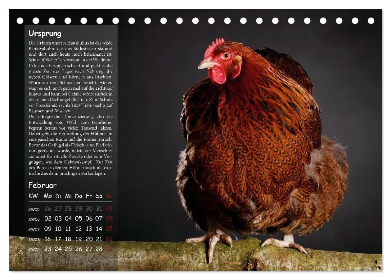 Bild: 9783516691740 | Von der Einzigartigkeit der Hühner 2026 (Tischkalender 2026 DIN A5...