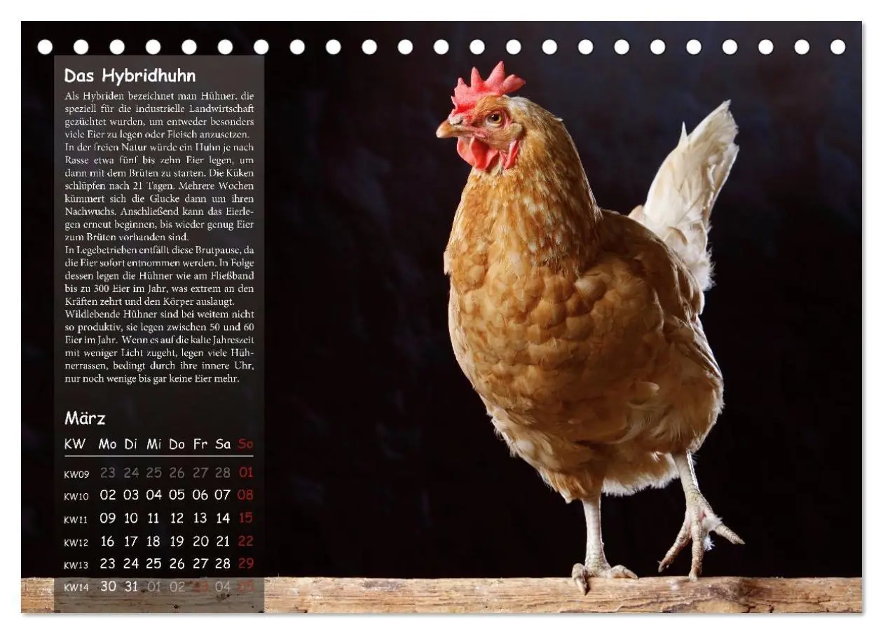 Bild: 9783516691740 | Von der Einzigartigkeit der Hühner 2026 (Tischkalender 2026 DIN A5...