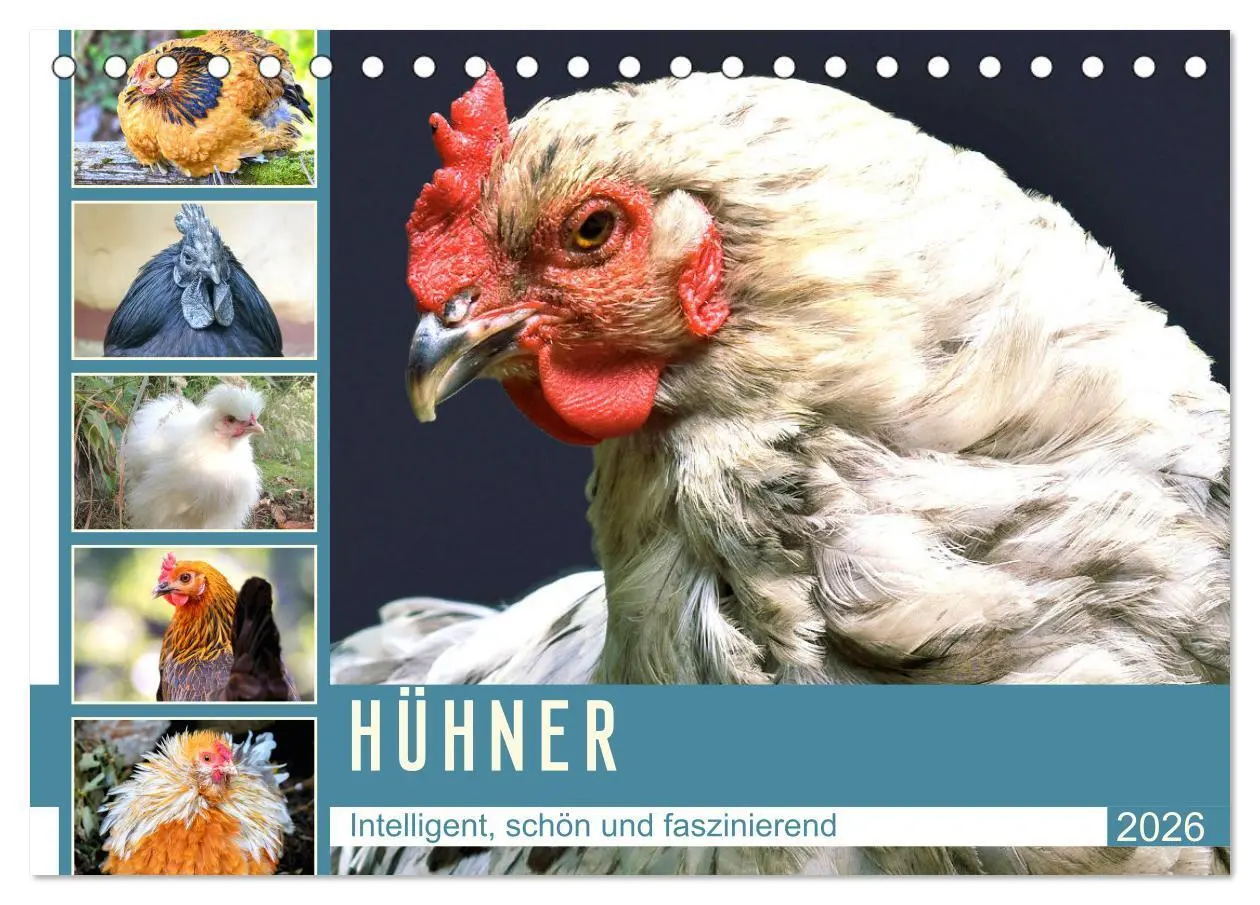 Cover: 9783457452240 | Hühner. Intelligent, schön und faszinierend (Tischkalender 2026 DIN...