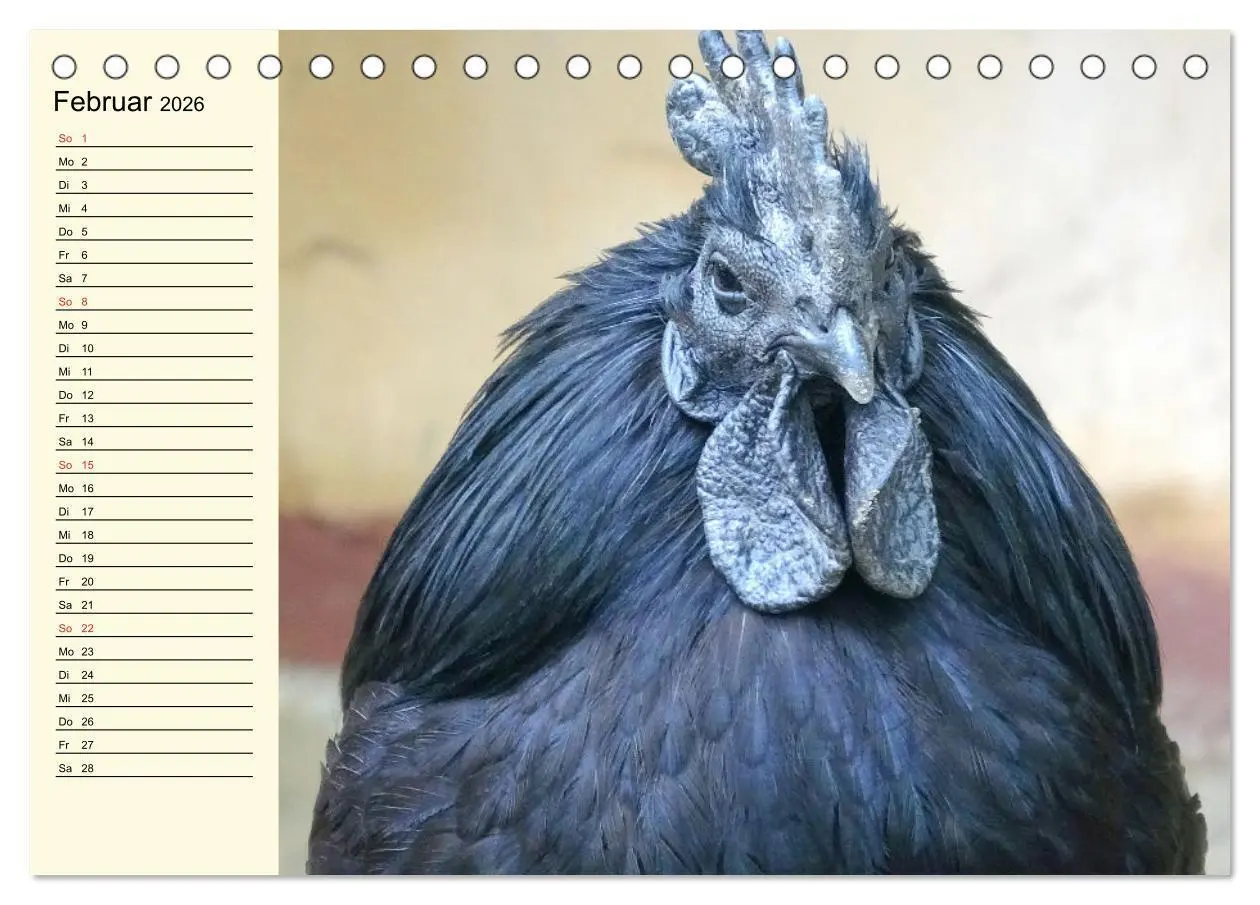 Bild: 9783457452240 | Hühner. Intelligent, schön und faszinierend (Tischkalender 2026 DIN...