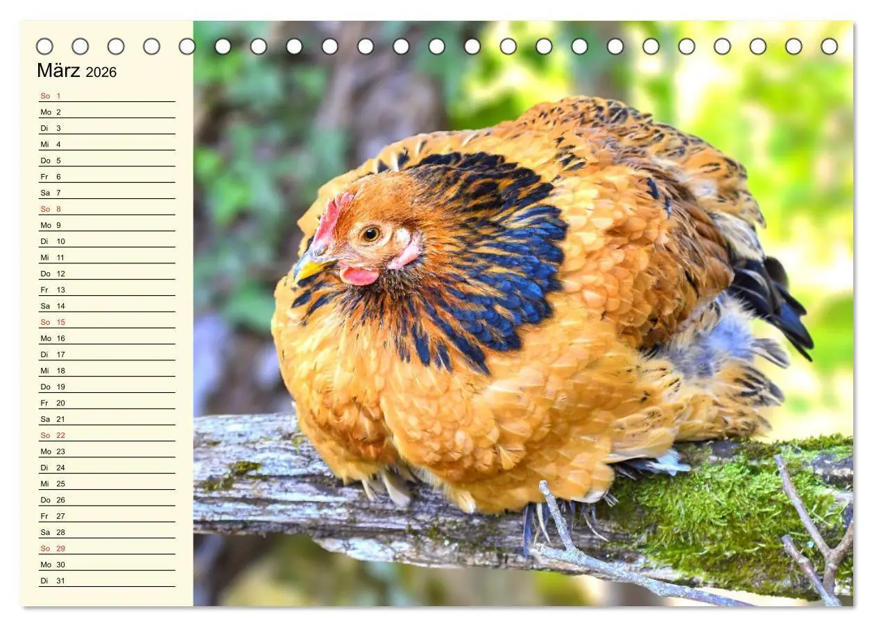 Bild: 9783457452240 | Hühner. Intelligent, schön und faszinierend (Tischkalender 2026 DIN...