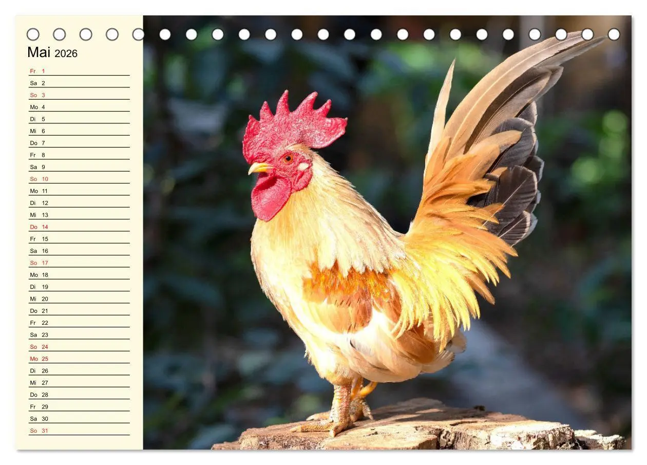 Bild: 9783457452240 | Hühner. Intelligent, schön und faszinierend (Tischkalender 2026 DIN...