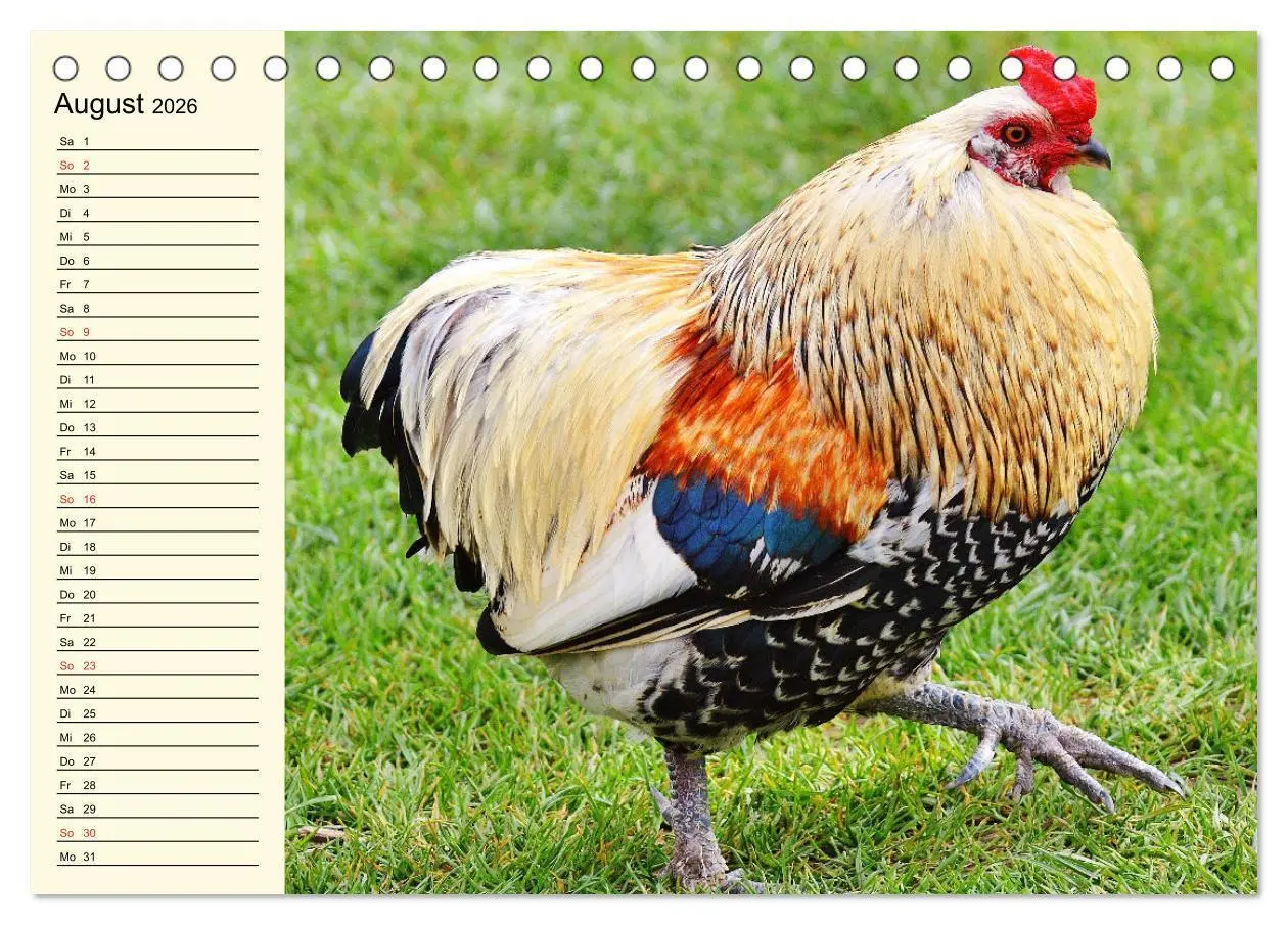 Bild: 9783457452240 | Hühner. Intelligent, schön und faszinierend (Tischkalender 2026 DIN...