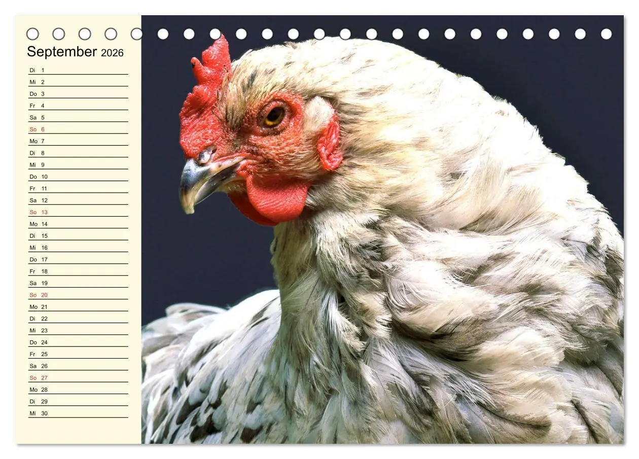 Bild: 9783457452240 | Hühner. Intelligent, schön und faszinierend (Tischkalender 2026 DIN...