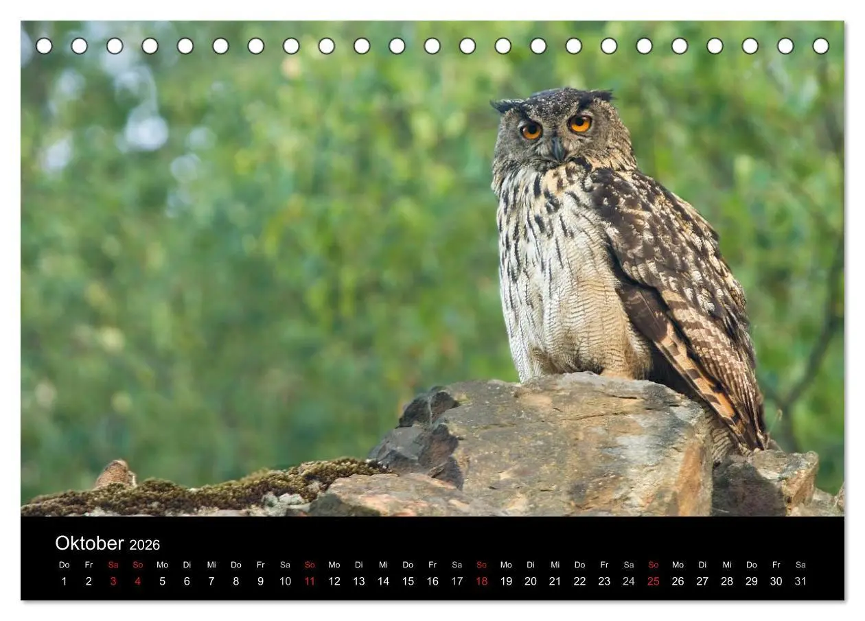 Bild: 9783516152340 | Uhu - König der Nacht (Tischkalender 2026 DIN A5 quer), CALVENDO...