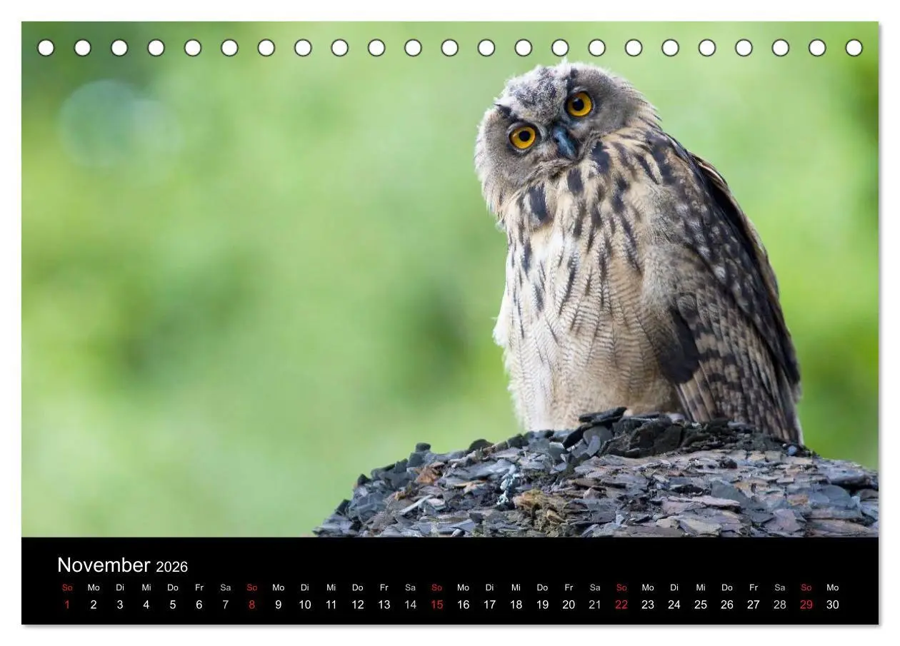 Bild: 9783516152340 | Uhu - König der Nacht (Tischkalender 2026 DIN A5 quer), CALVENDO...