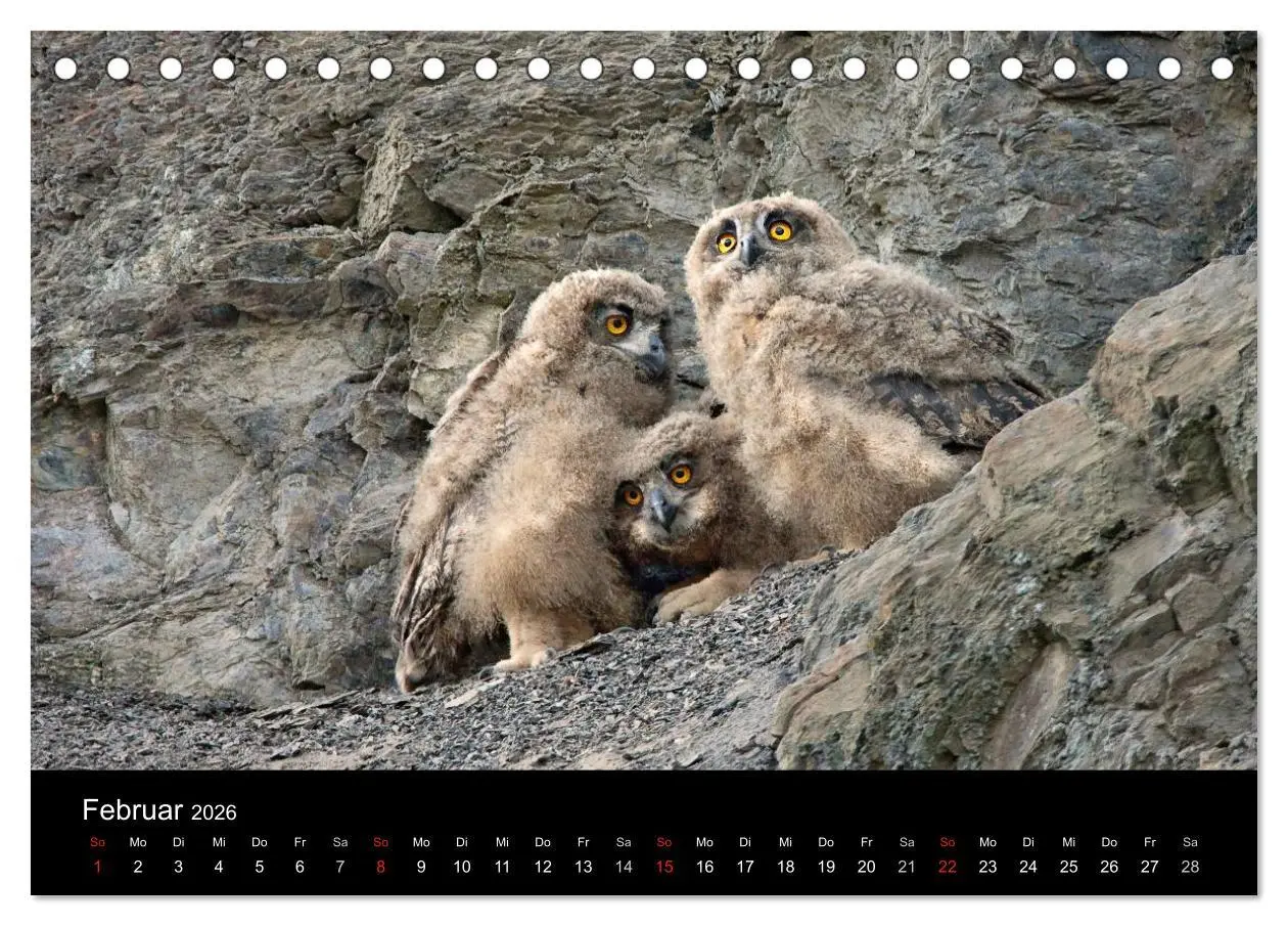 Bild: 9783516152340 | Uhu - König der Nacht (Tischkalender 2026 DIN A5 quer), CALVENDO...