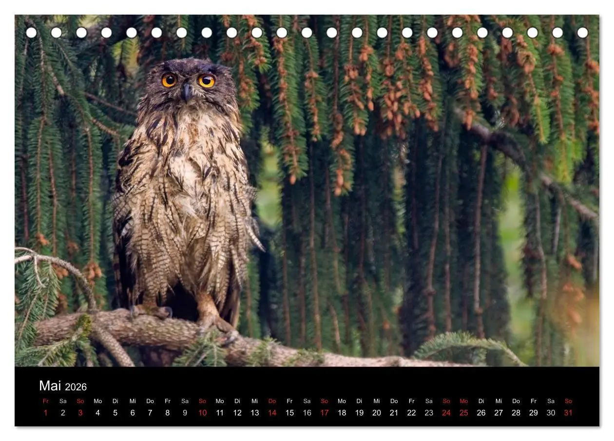 Bild: 9783516152340 | Uhu - König der Nacht (Tischkalender 2026 DIN A5 quer), CALVENDO...