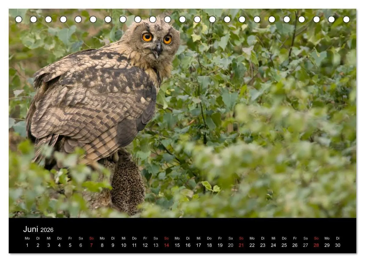 Bild: 9783516152340 | Uhu - König der Nacht (Tischkalender 2026 DIN A5 quer), CALVENDO...
