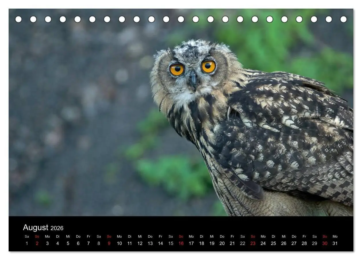 Bild: 9783516152340 | Uhu - König der Nacht (Tischkalender 2026 DIN A5 quer), CALVENDO...