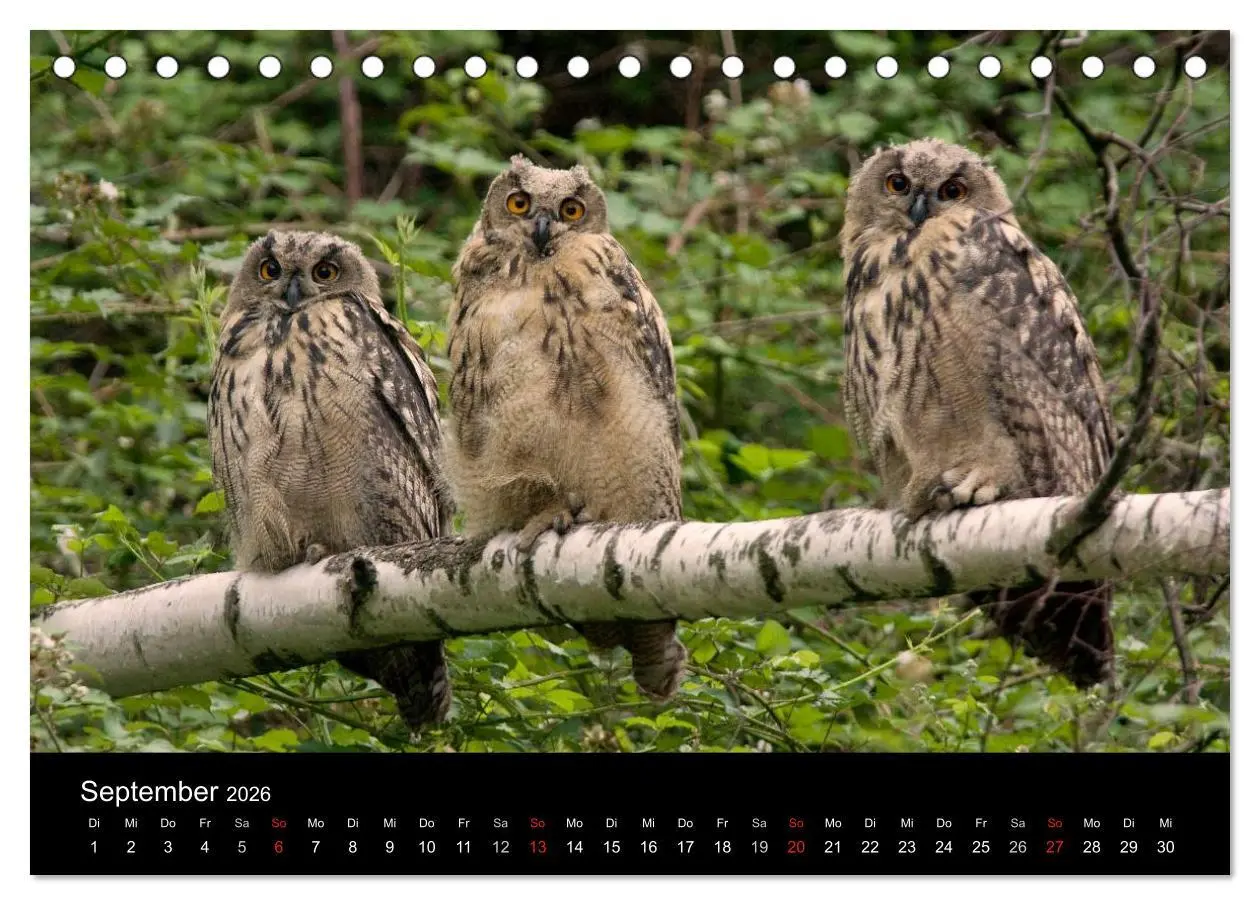 Bild: 9783516152340 | Uhu - König der Nacht (Tischkalender 2026 DIN A5 quer), CALVENDO...
