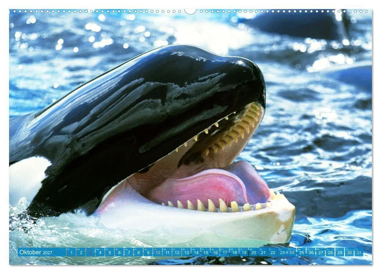 Bild: 9783569242340 | Orcas: Schwarz-weiße Giganten (Wandkalender 2027 DIN A2 quer),...