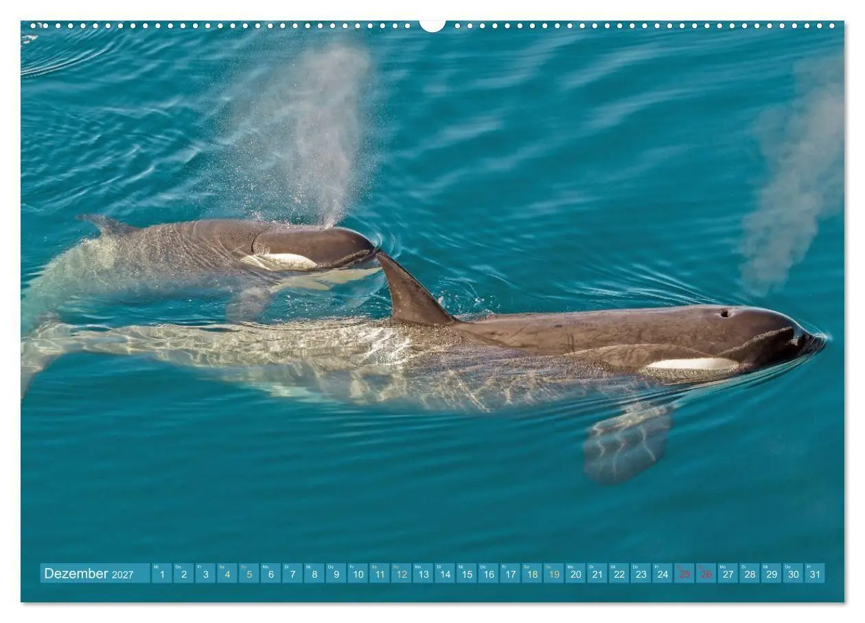 Bild: 9783569242340 | Orcas: Schwarz-weiße Giganten (Wandkalender 2027 DIN A2 quer),...
