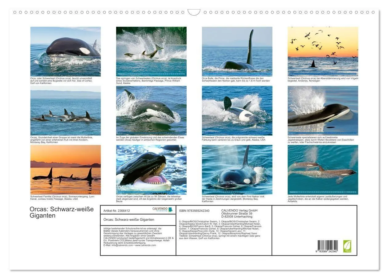 Bild: 9783569242340 | Orcas: Schwarz-weiße Giganten (Wandkalender 2027 DIN A2 quer),...
