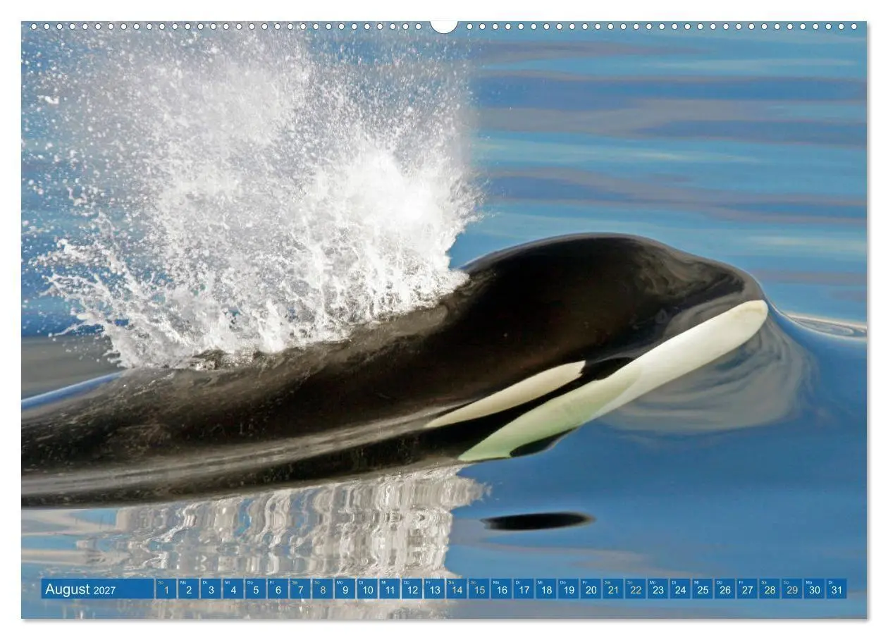 Bild: 9783569242340 | Orcas: Schwarz-weiße Giganten (Wandkalender 2027 DIN A2 quer),...