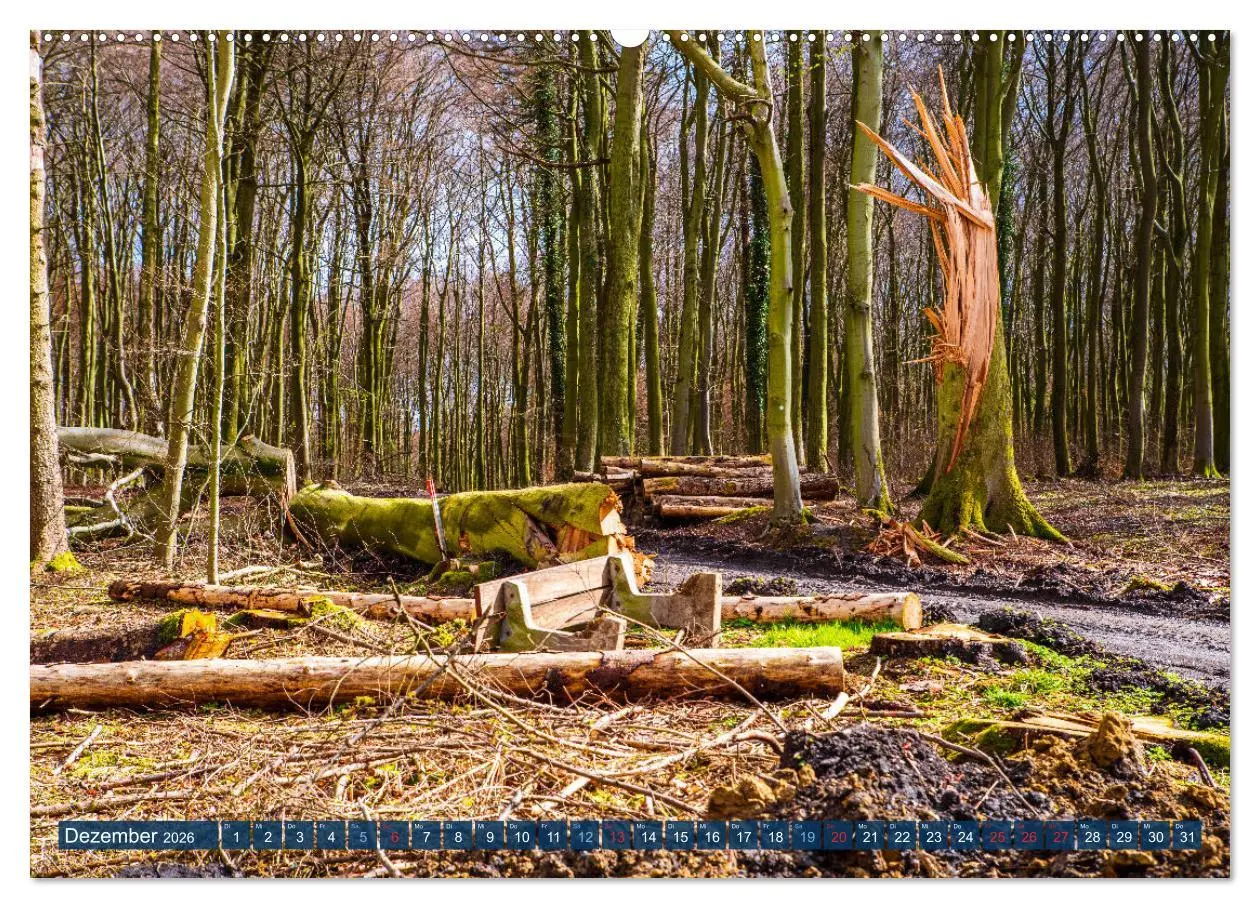 Bild: 9783457432440 | Unser Wald Stirbt (hochwertiger Premium Wandkalender 2026 DIN A2...