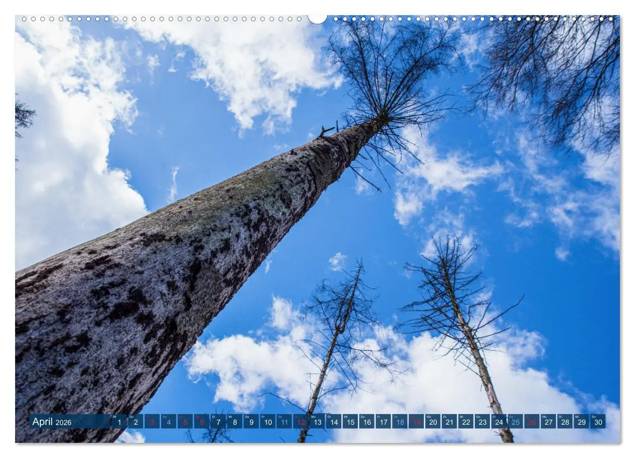 Bild: 9783457432440 | Unser Wald Stirbt (hochwertiger Premium Wandkalender 2026 DIN A2...