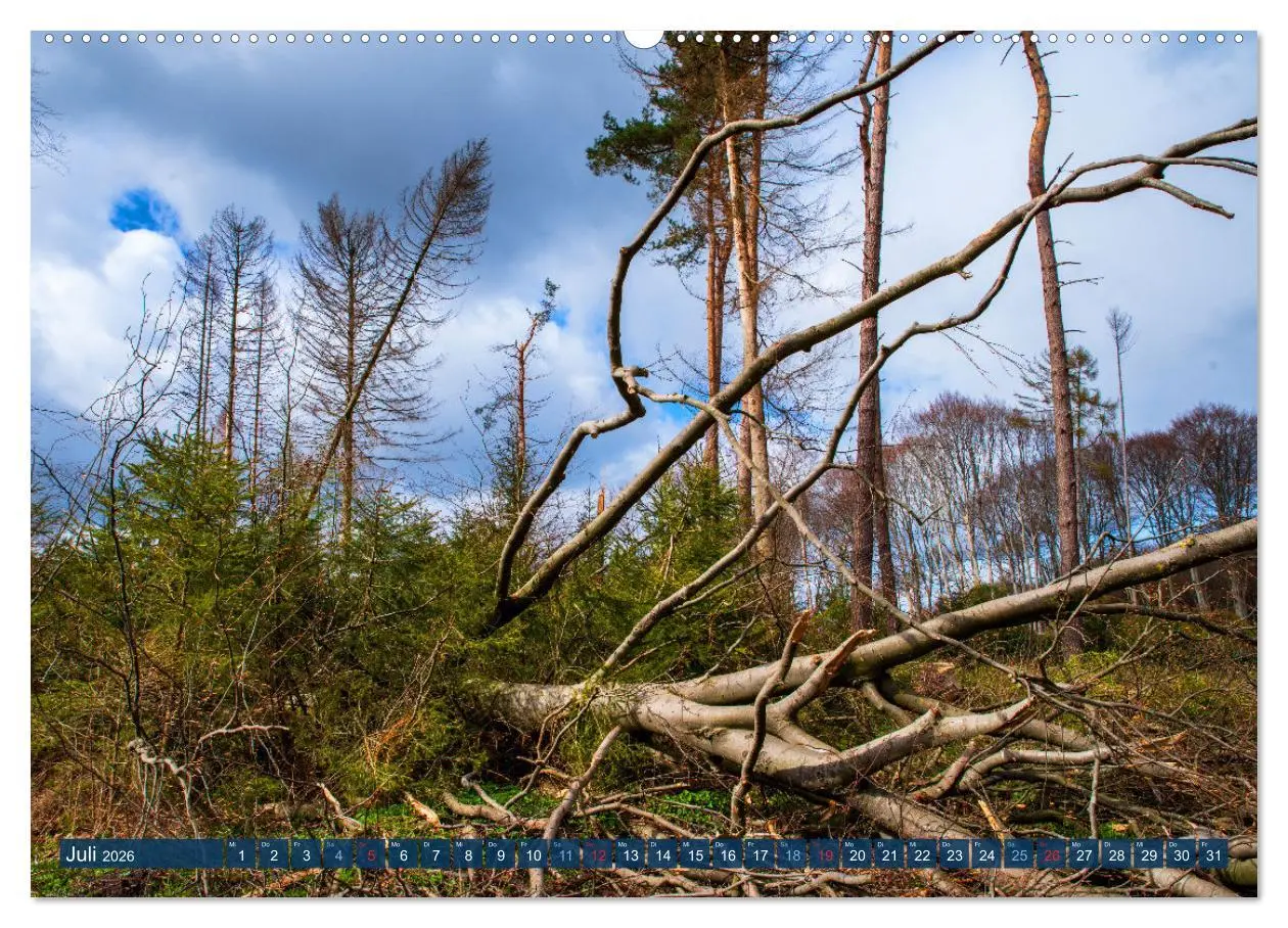 Bild: 9783457432440 | Unser Wald Stirbt (hochwertiger Premium Wandkalender 2026 DIN A2...
