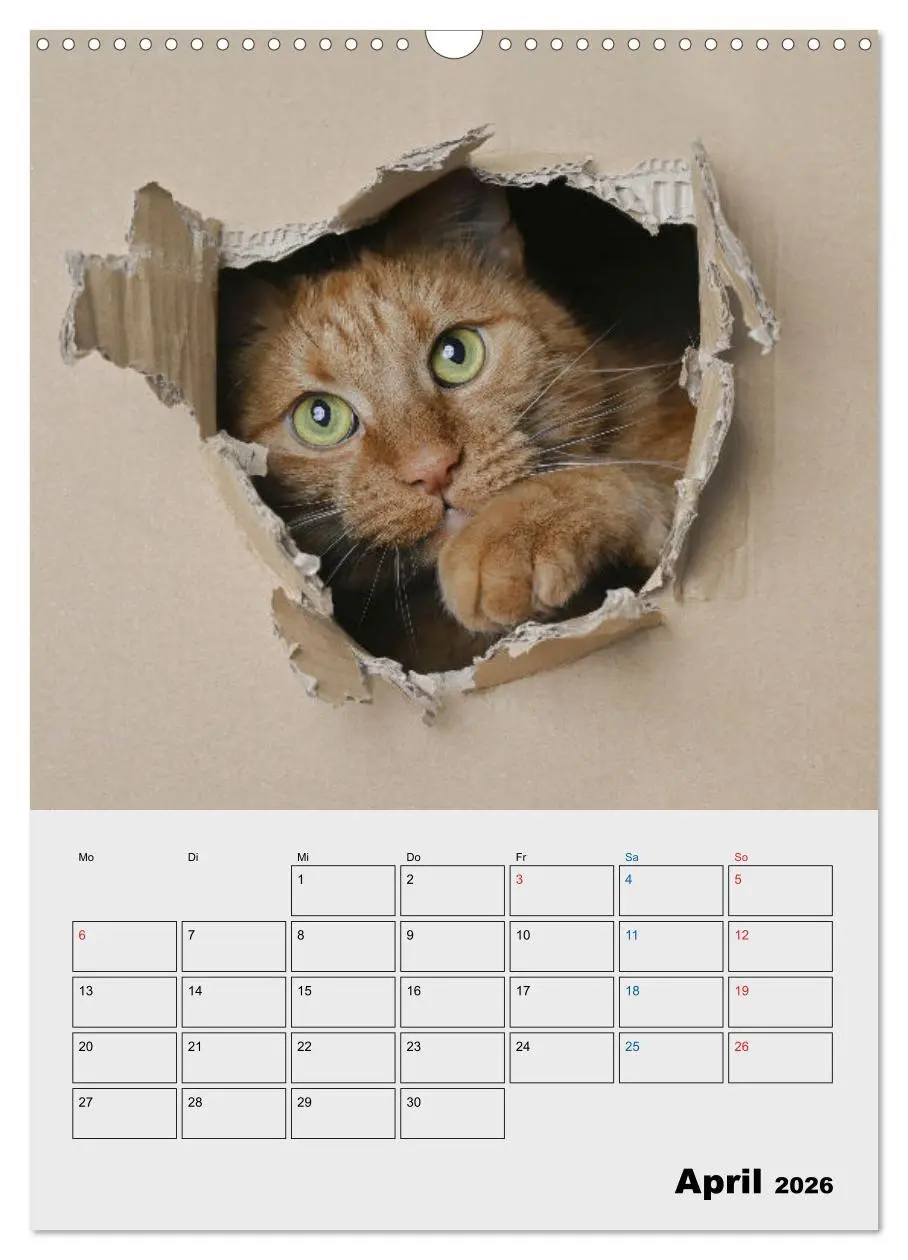 Bild: 9783516382440 | Crazy Catz. (Wandkalender 2026 DIN A3 hoch), CALVENDO Monatskalender