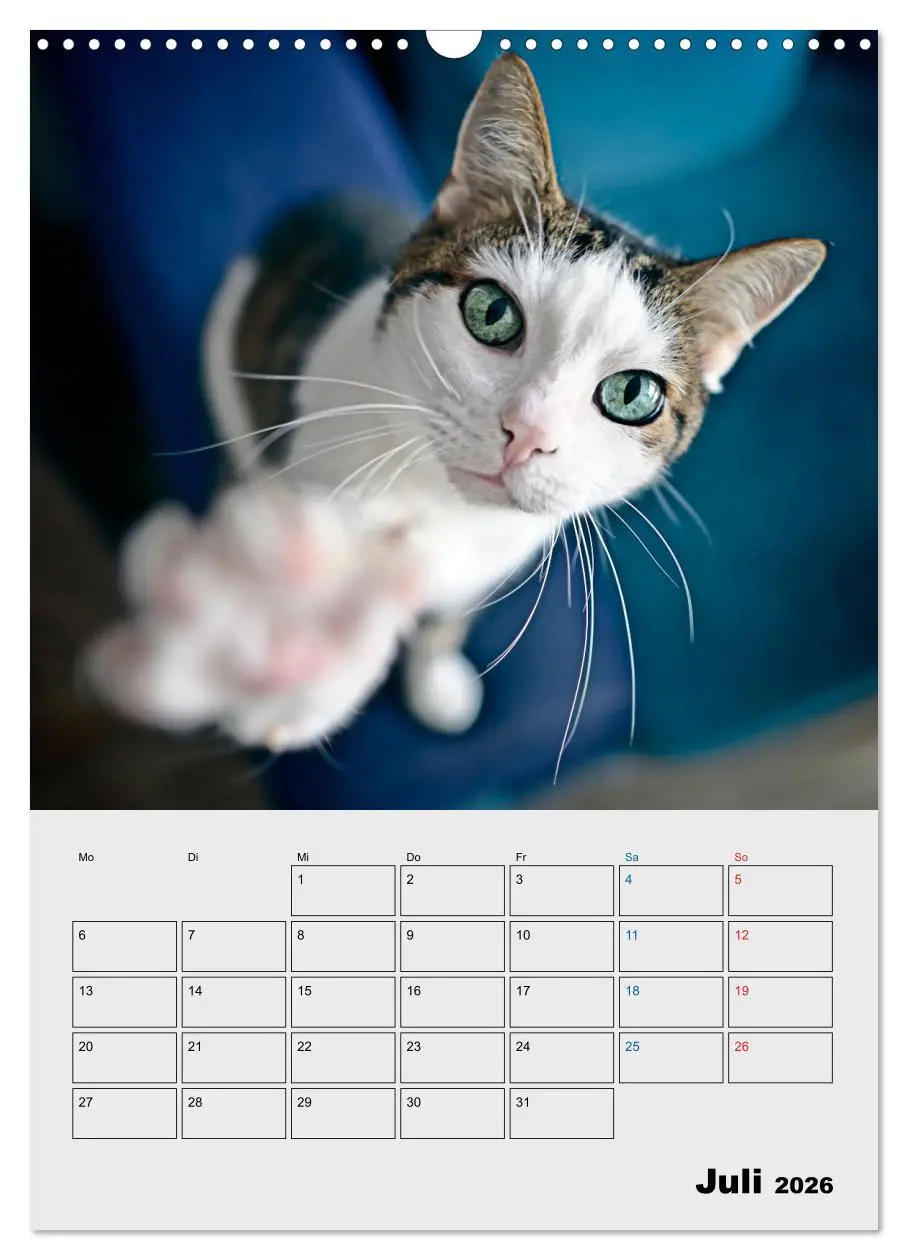 Bild: 9783516382440 | Crazy Catz. (Wandkalender 2026 DIN A3 hoch), CALVENDO Monatskalender