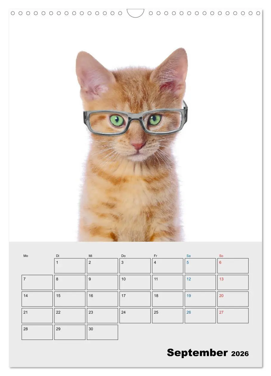 Bild: 9783516382440 | Crazy Catz. (Wandkalender 2026 DIN A3 hoch), CALVENDO Monatskalender