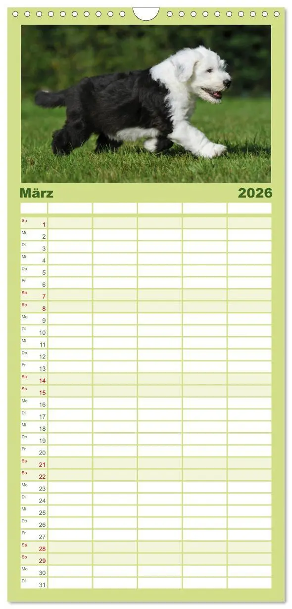 Bild: 9783516522440 | Familienplaner 2026 - Traumhund Bobtail mit 5 Spalten...