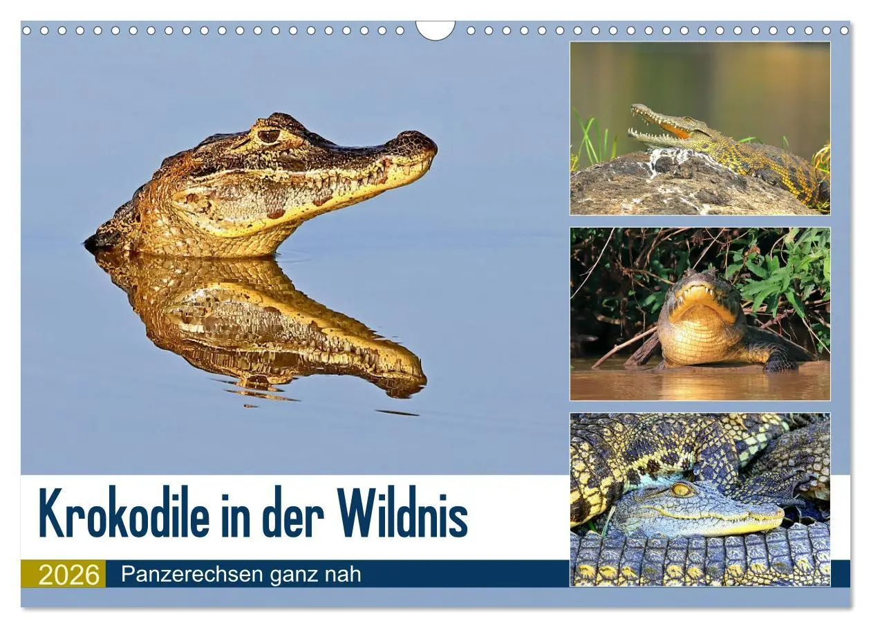 Cover: 9783457802540 | Krokodile in der Wildnis (Wandkalender 2026 DIN A3 quer), CALVENDO...