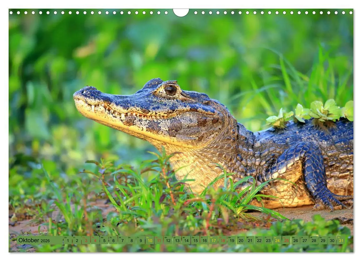 Bild: 9783457802540 | Krokodile in der Wildnis (Wandkalender 2026 DIN A3 quer), CALVENDO...