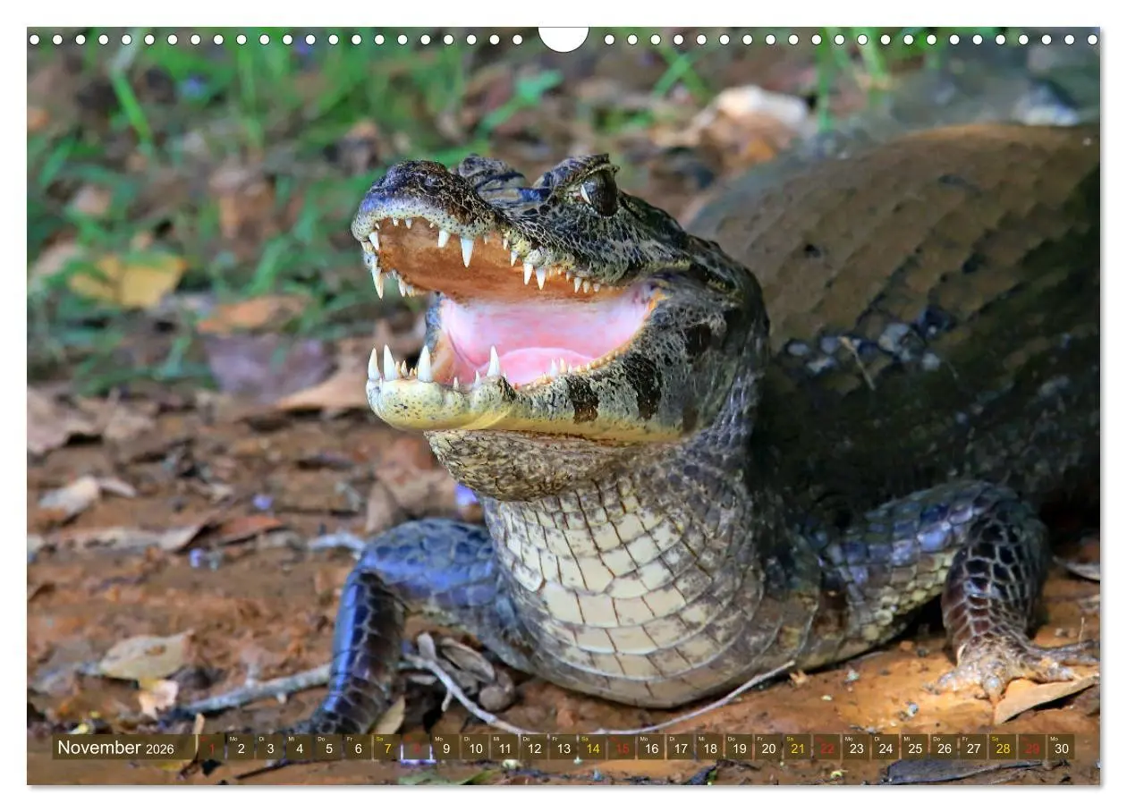 Bild: 9783457802540 | Krokodile in der Wildnis (Wandkalender 2026 DIN A3 quer), CALVENDO...
