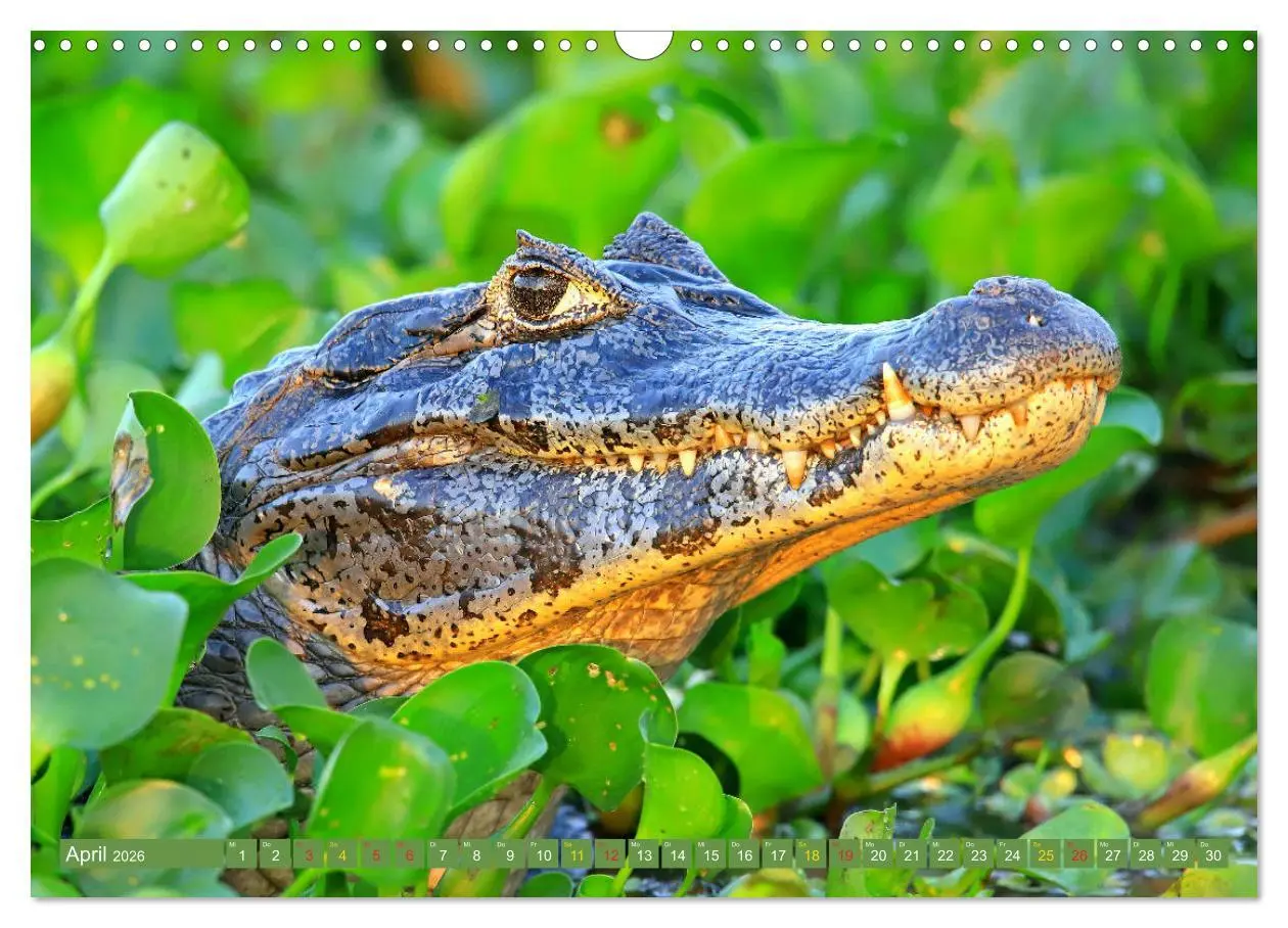 Bild: 9783457802540 | Krokodile in der Wildnis (Wandkalender 2026 DIN A3 quer), CALVENDO...