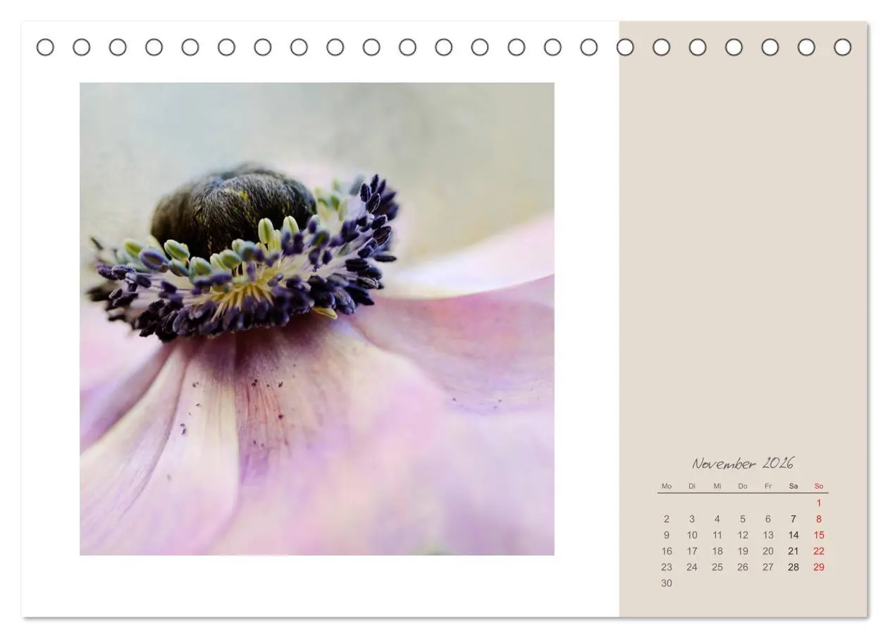Bild: 9783516202540 | Blütenträume (Tischkalender 2026 DIN A5 quer), CALVENDO Monatskalender