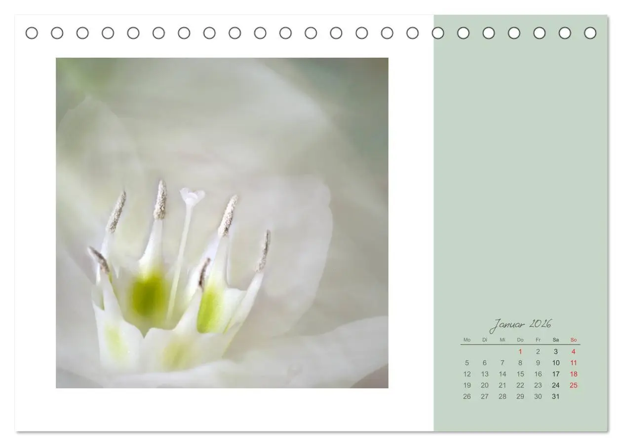 Bild: 9783516202540 | Blütenträume (Tischkalender 2026 DIN A5 quer), CALVENDO Monatskalender