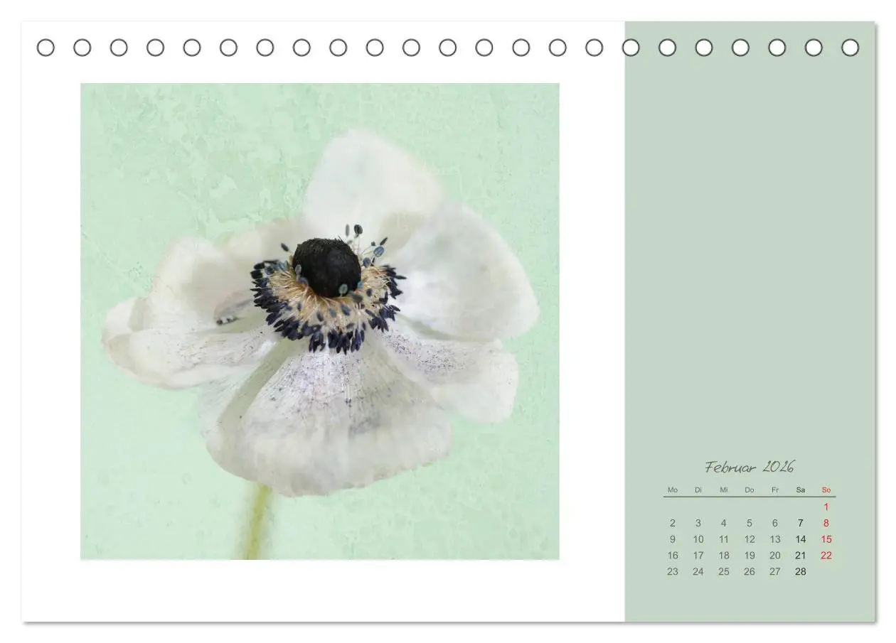 Bild: 9783516202540 | Blütenträume (Tischkalender 2026 DIN A5 quer), CALVENDO Monatskalender