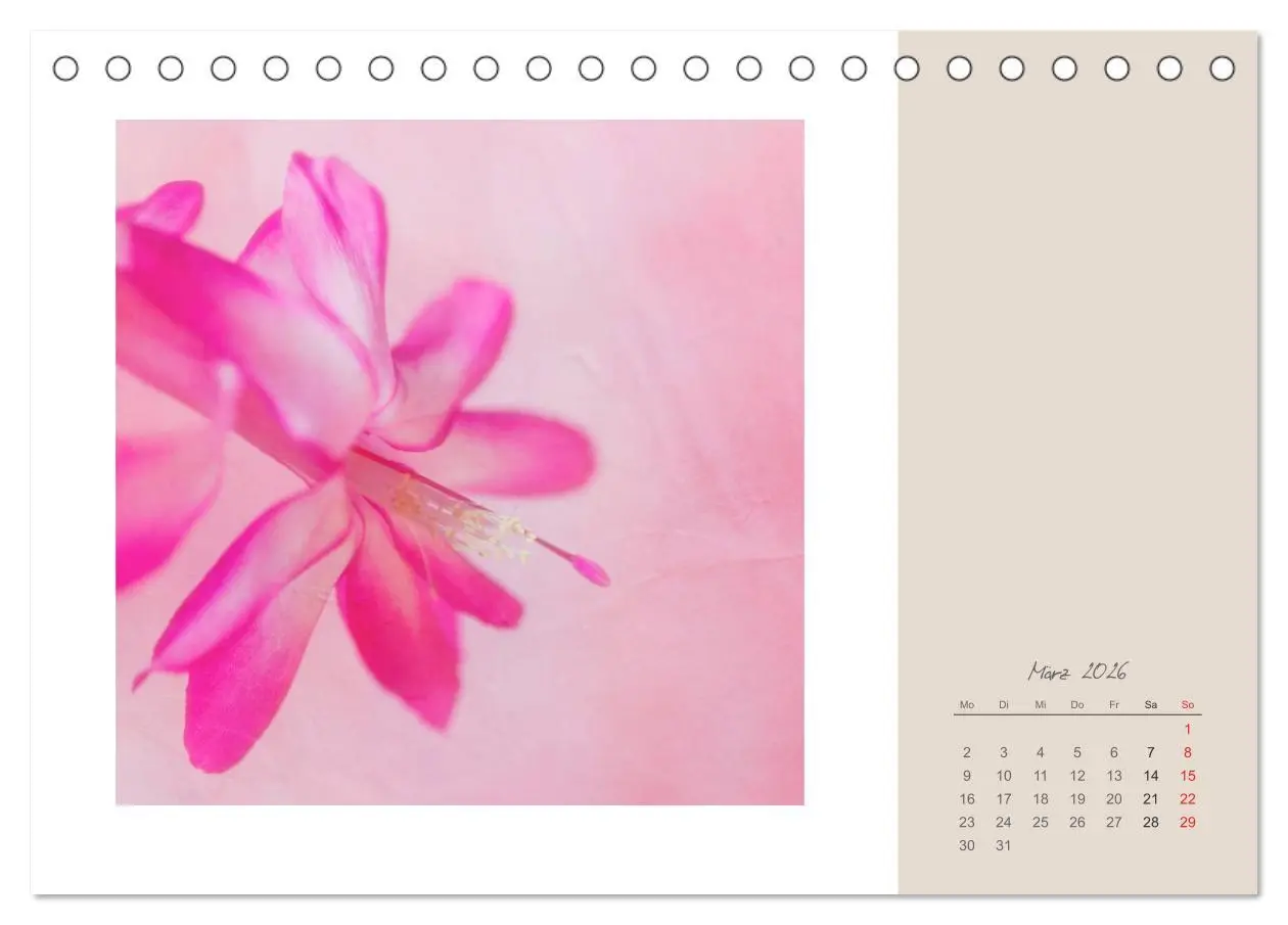 Bild: 9783516202540 | Blütenträume (Tischkalender 2026 DIN A5 quer), CALVENDO Monatskalender