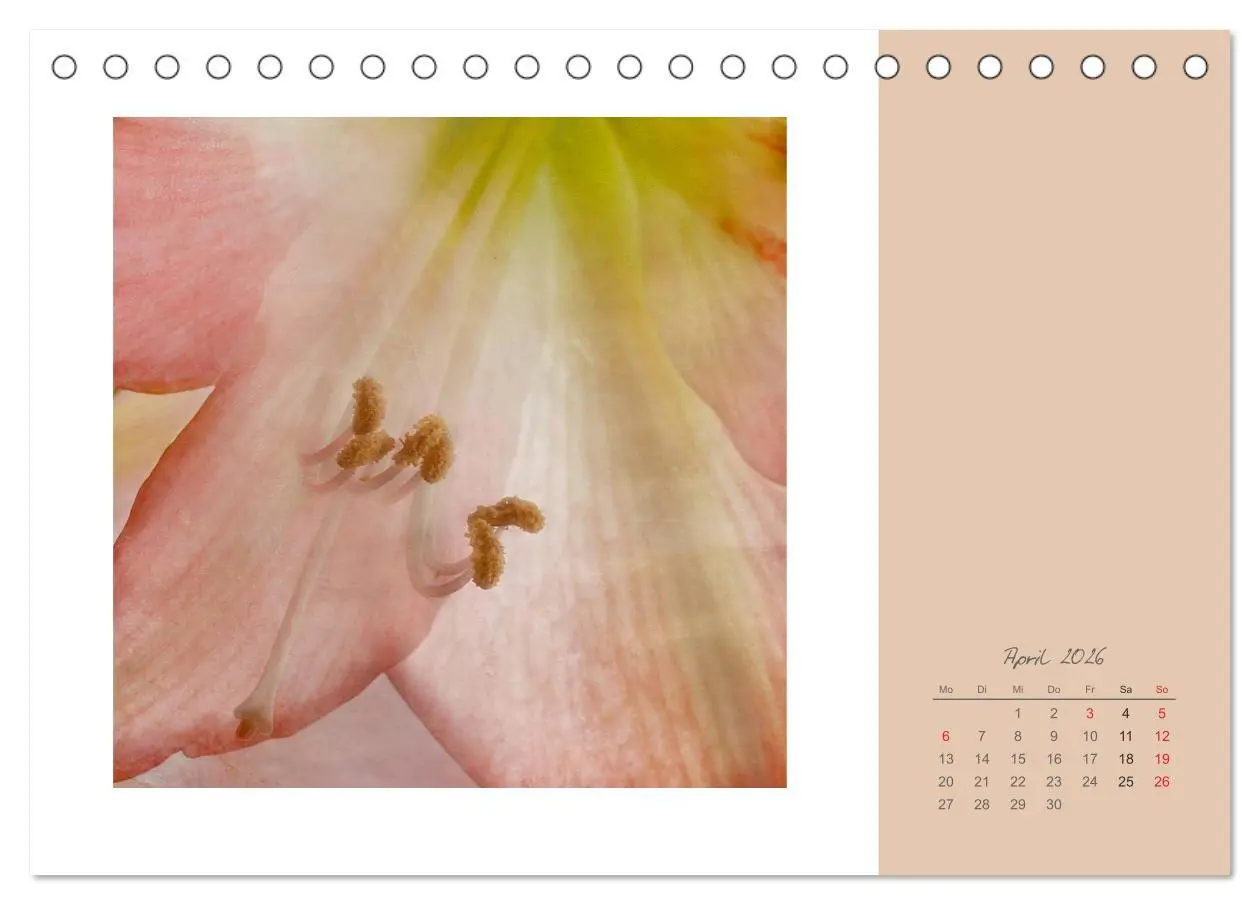 Bild: 9783516202540 | Blütenträume (Tischkalender 2026 DIN A5 quer), CALVENDO Monatskalender