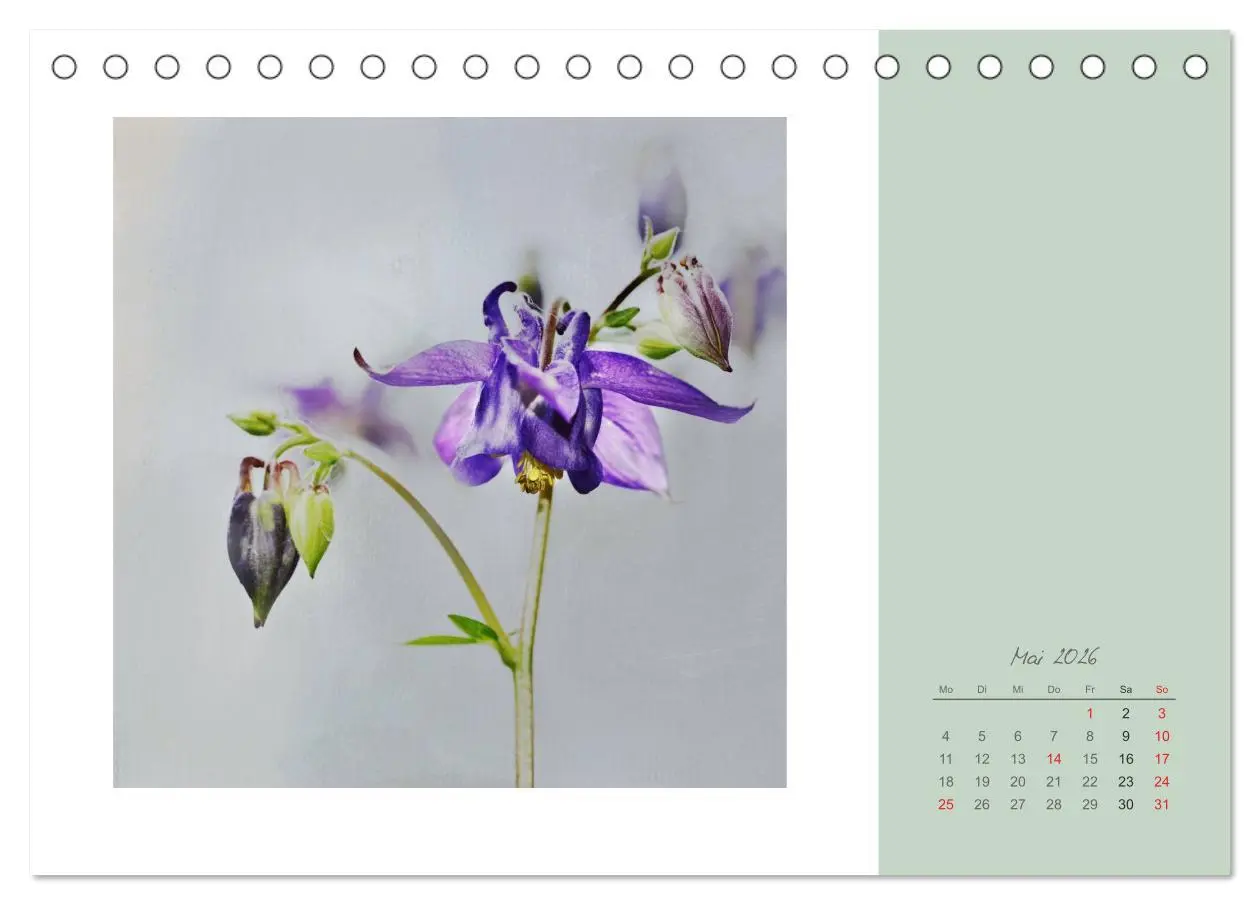 Bild: 9783516202540 | Blütenträume (Tischkalender 2026 DIN A5 quer), CALVENDO Monatskalender