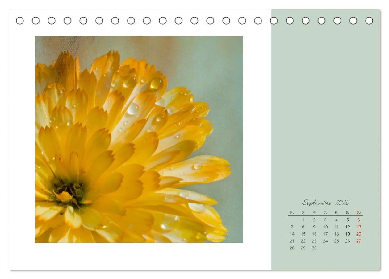 Bild: 9783516202540 | Blütenträume (Tischkalender 2026 DIN A5 quer), CALVENDO Monatskalender