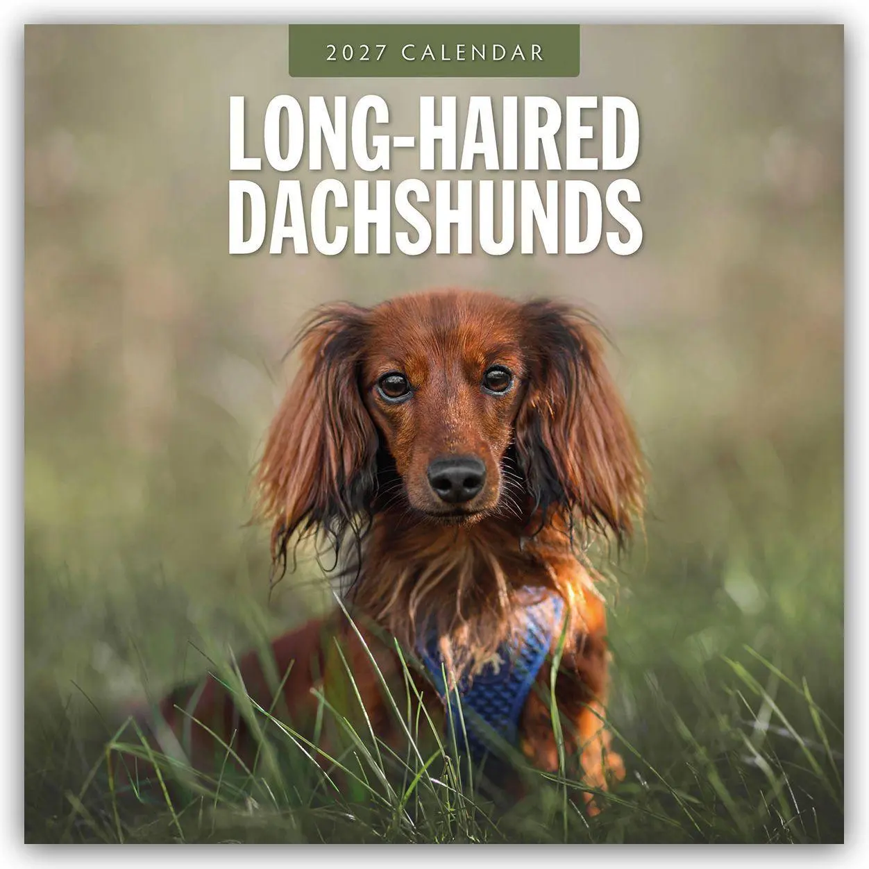 Cover: 9781837012640 | Long-Haired Dachshunds - Langhaardackel 2027 - 16-Monatskalender | Red