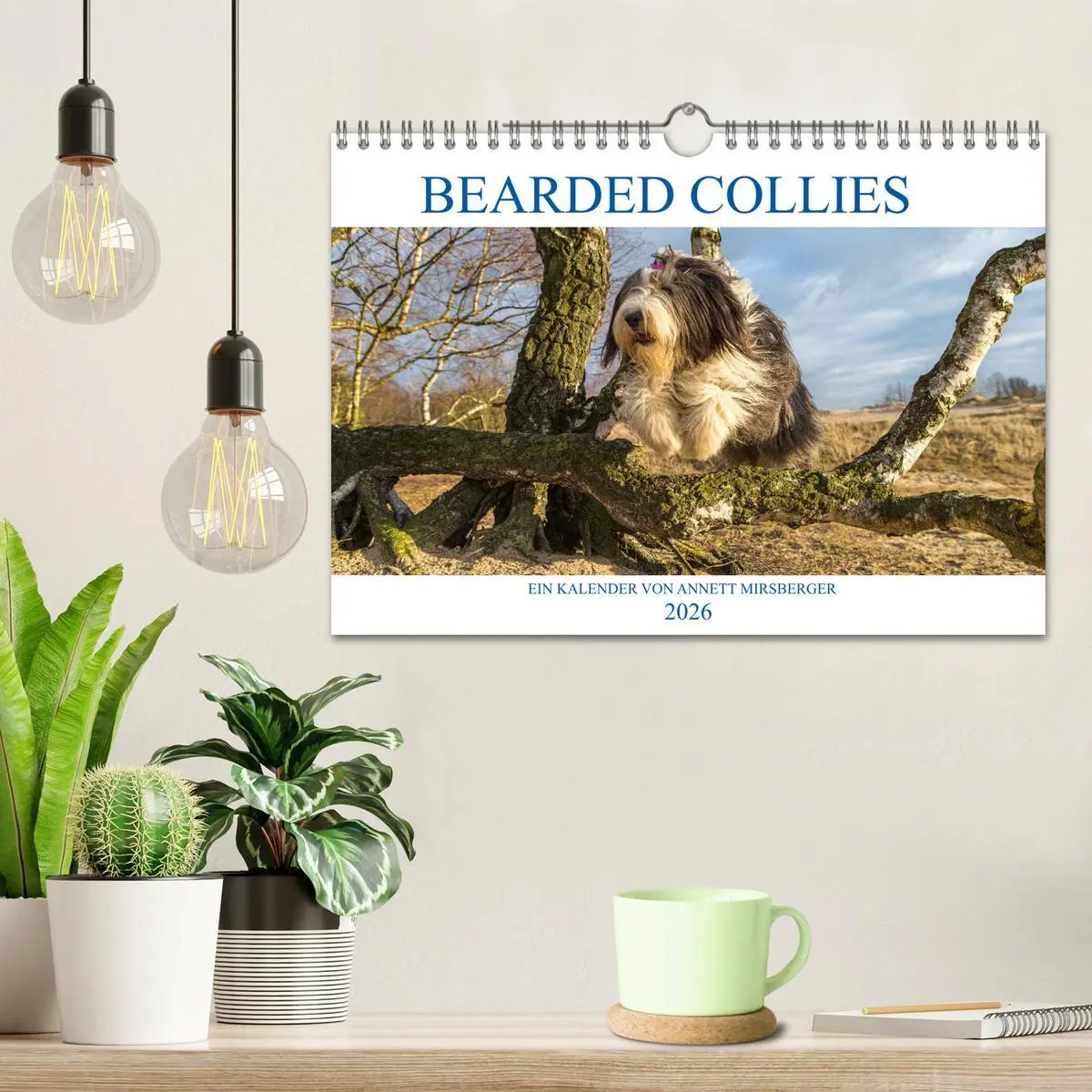 Bild: 9783457892640 | BEARDED COLLIES 2026 (Wandkalender 2026 DIN A4 quer), CALVENDO...