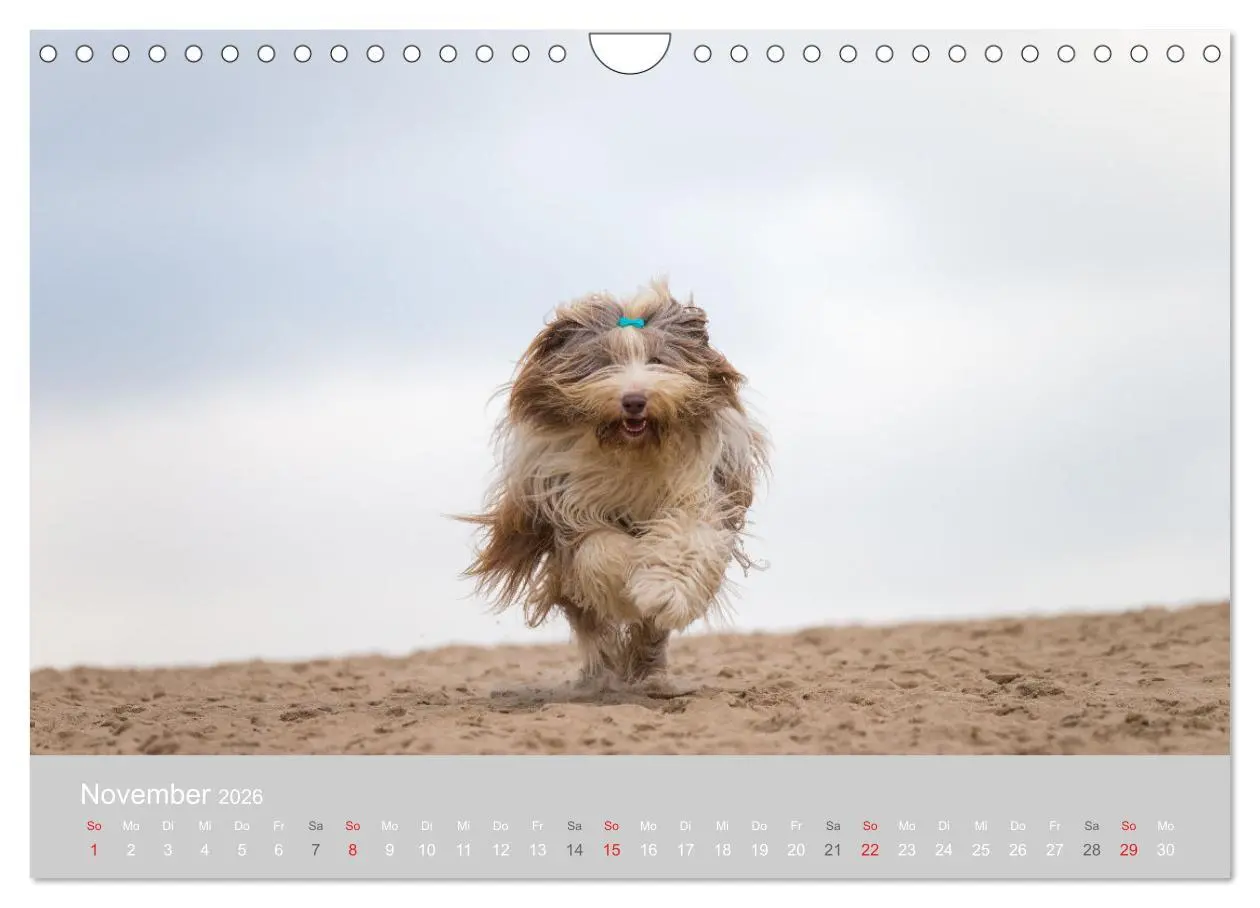 Bild: 9783457892640 | BEARDED COLLIES 2026 (Wandkalender 2026 DIN A4 quer), CALVENDO...