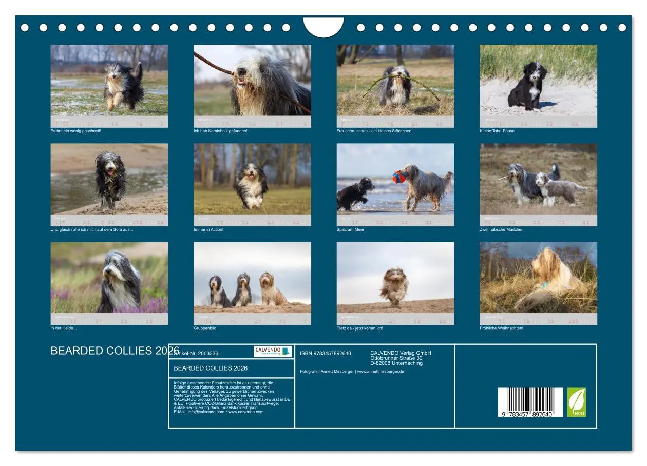 Bild: 9783457892640 | BEARDED COLLIES 2026 (Wandkalender 2026 DIN A4 quer), CALVENDO...