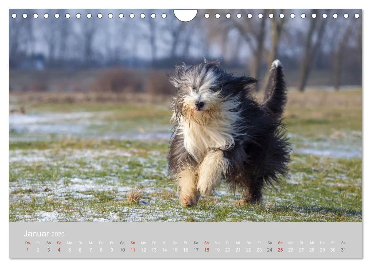Bild: 9783457892640 | BEARDED COLLIES 2026 (Wandkalender 2026 DIN A4 quer), CALVENDO...